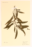Acacia melanoxylon RCPGdnHerbarium  (34).JPG